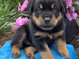cachorros de Rottweiler