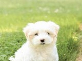 adorables cachorros malteses! 