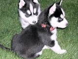 socializados cachorros de husky