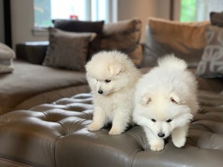 Japanese Spitz Puppies Para Compra Venta Mascotas En Clasificadospr Com