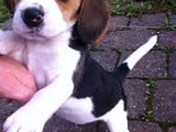 Cachorros Beagle Disponibles