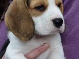 Venta Beagle hembra