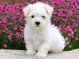 Cachorro maltés