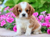 Cachorros Cavalier King