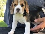 Cachorros beagle tricolor