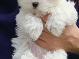 Cachorros maltés