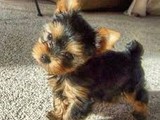 Cachorros Yorkshire Terrier con Ped