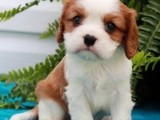 Cachorros de perro mascota Cavalier