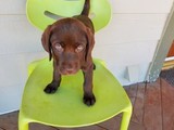 cachorros labrador