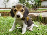 Beagle en venta