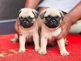 Pugs Stupendi Puppies Venta Privada