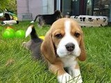 Vendo Beagle Hembra