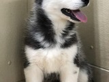 Cachorros de husky siberiano