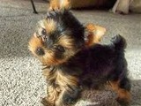 Cachorros Yorkshire Terrier con Ped