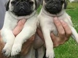 Cachorros de pug