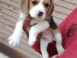 Cría de cachorros beagle