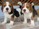 Cachorros Beagle Tricolore