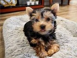 Cachorros yorkshire terrier