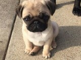 Pug macho y hembra
