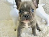 Cachorros de bulldog francés