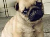 Cachorro de pug