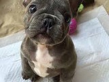 Cachorros de bulldog francés