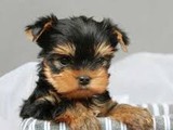 Yorkshire Terrier Mini cachorros de