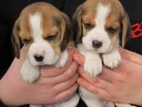 Cachorros beagle