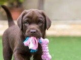 Cachorros Labrador Retriever Chocol