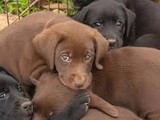 Cachorros labrador chocolate