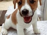 Cachorros Jack Russell con pedigrí