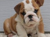 Cachorros Bulldog (Englih Bulldog)