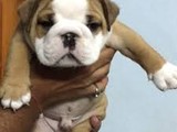 Cachorros de Bulldog Inglés de alta