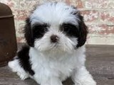 Cachorros shih tzu de 2 meses