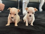 Venta de cachorros chihuahua saluda