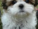 Maravillosos cachorros de Shih Tzu