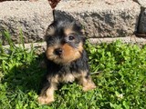 Toy Yorkie puppies available 