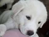 Lindos cachorros de Labrador para a