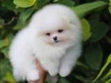 Cachorros de Pomerania disponibles