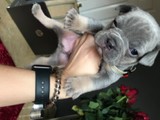 cachorros de  bulldog frances