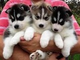 Los cachorros de husky siberiano 