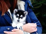 Cachorros de Pomsky cariñosos dispo