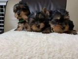 cachorros de yorkshire terrier 