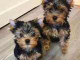 cachorros de yorkshire terrier 