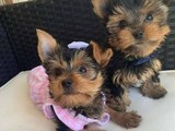 Toy purebred Yorkie puppies