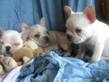 12 semanas de cachorros de b.france