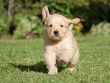 excelentes cachorritos de golden