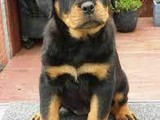 Cachorros rottweiler