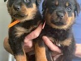 Cachorros rottweiller