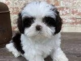 Cachorros Shih Tzu 2 Meses